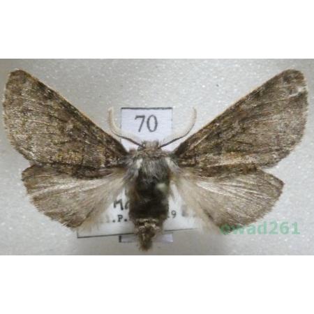 Gluphisia crenata (Esper, 1785) male Czech70